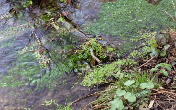 Veules les Roses (4)